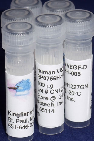 Human VEGF-D (Yeast-derived Recombinant Protein) - 500 ug (5 x 100 ug vials)