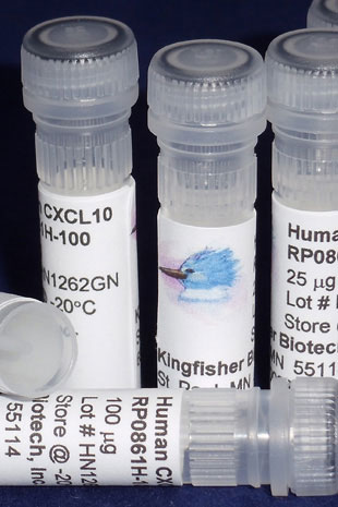Human CXCL10 (IP-10) (Yeast-derived Recombinant Protein) - 500 ug (5 x 100 ug vials)