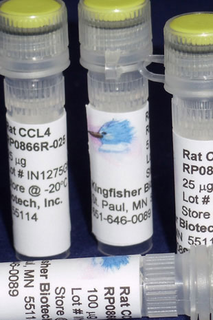 Rat CCL4 (MIP-1 beta) (Yeast-derived Recombinant Protein) - 500 ug (5 x 100 ug vials)
