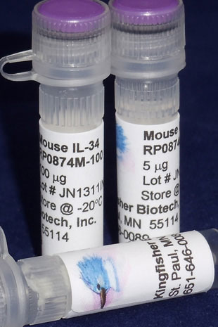 Mouse IL-34 (Yeast-derived Recombinant Protein) - 500 ug (5 x 100 ug vials)