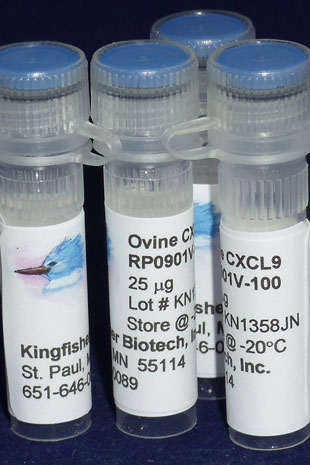 Ovine CXCL9 (MIG) (Yeast-derived Recombinant Protein) - 500 ug (5 x 100 ug vials)