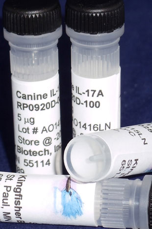 Canine IL-17A (Yeast-derived Recombinant Protein) - 500 ug (5 x 100 ug vials)