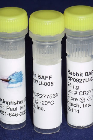 Rabbit BAFF (TNFSF13B) (Yeast-derived Recombinant Protein) - 25 micrograms