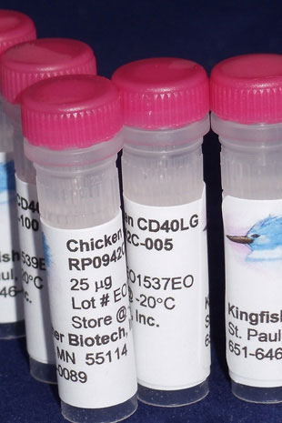 Chicken CD40 Ligand (Yeast-derived Recombinant Protein) - 500 ug (5 x 100 ug vials)