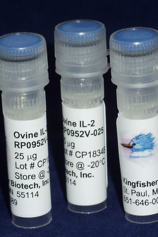 Ovine/Caprine IL-2 (Yeast-derived Recombinant Protein) - 5 micrograms