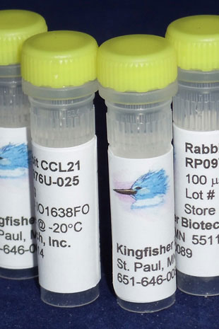Rabbit CCL21 (6Ckine) (Yeast-derived Recombinant Protein) - 500 ug (5 x 100 ug vials)