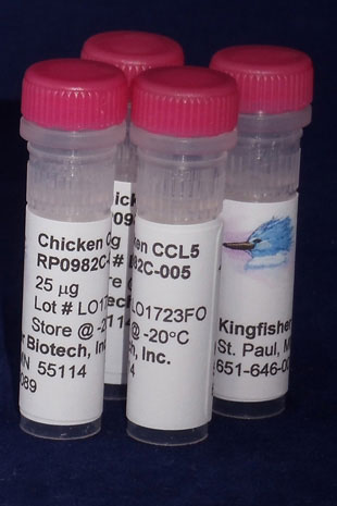 Chicken CCL5 (RANTES) (Yeast-derived Recombinant Protein) - 25 micrograms