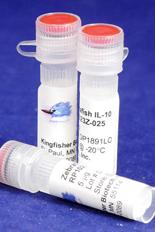 Zebrafish IL-10 (Yeast-derived Recombinant Protein) - 100 micrograms