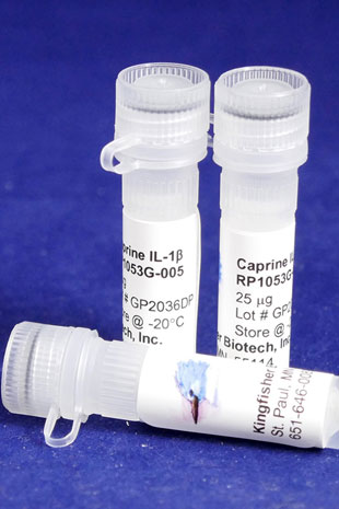 Caprine IL-1 beta (Yeast-derived Recombinant Protein) - 500 ug (5 x 100 ug vials)