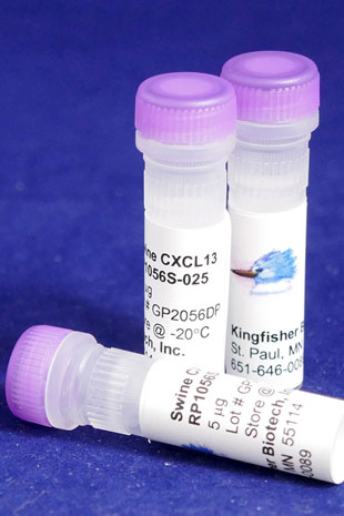 Swine CXCL13 (BLC) (Yeast-derived Recombinant Protein) - 25 micrograms