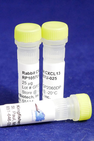 Rabbit CXCL13 (BLC) (Yeast-derived Recombinant Protein) - 5 micrograms