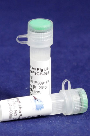 Guinea Pig Leukemia Inhibitory Factor (LIF) (Yeast-derived Recombinant Protein) - 500 ug (5 x 100 ug vials)