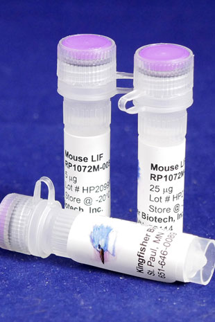 Mouse Leukemia Inhibitory Factor (LIF) (Yeast-derived Recombinant Protein) - 500 ug (5 x 100 ug vials)