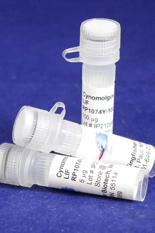 Cynomolgus Monkey Leukemia Inhibitory Factor (LIF) (Yeast-derived Recombinant Protein) - 500 ug (5 x 100 ug vials)