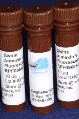 Swine Annexin V Fluorescein - 100 tests