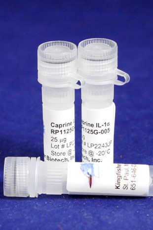 Caprine IL-1 alpha (IL-1F1) (Yeast-derived Recombinant Protein) - 100 micrograms