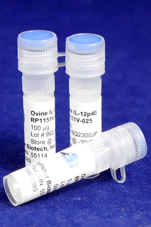 Ovine/Caprine IL-12/IL-23 p40 (Yeast-derived Recombinant Protein) - 5 micrograms