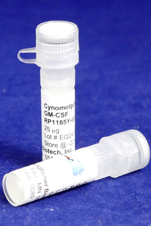 Cynomolgus Monkey GM-CSF (Yeast-derived Recombinant Protein) - 5 micrograms