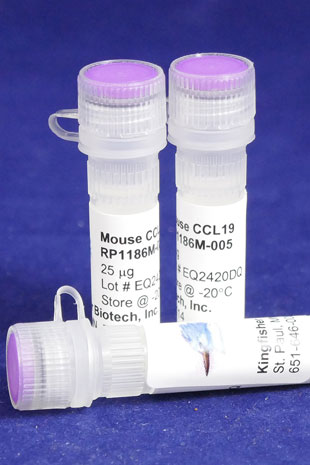 Mouse CCL19 (MIP-3 beta) (Yeast-derived Recombinant Protein) - 500 ug (5 x 100 ug vials)
